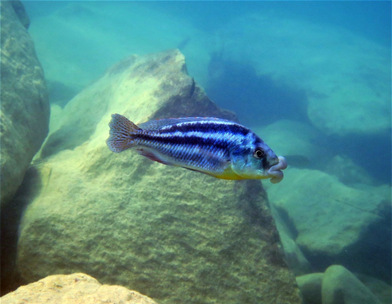 Cheilochromis euchilus 'Mbenji Island'